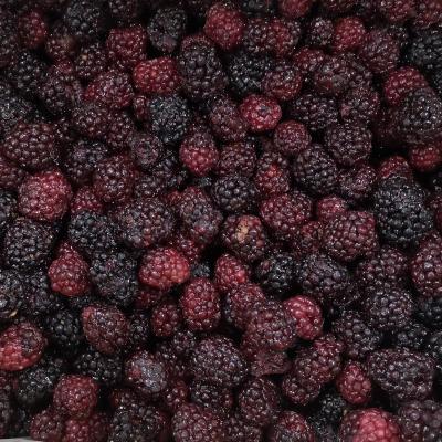 China New Season Blackberry IQF Frozen Fruit JELLY for sale