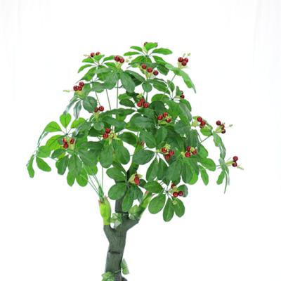 China Graduation Decoration Lucky Tree Pachira Money Tree Plant Bonsai Pachira Macrocarpa Home Decoration for sale