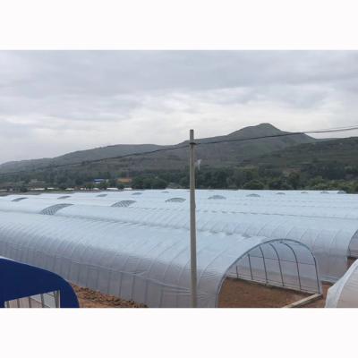 China Cheap Single-span Agricultural Vegetable Growing Greenhouses For Growing Strawberry for sale