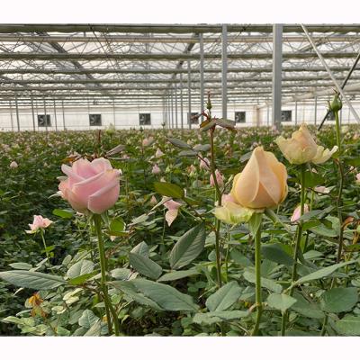 China High Strength Plastic Film Tunnel Greenhouse Sale For Flowers Mounted for sale