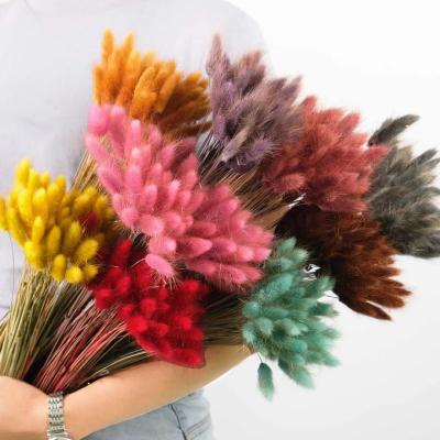 China Home Decoration/Flower Bouquet Bestselling INS AMAZONE Dried 60 Stems Rabbit Tail Lagurus Ovatus Rabbit Tail Grass Green Black Colored For Home Decorations for sale