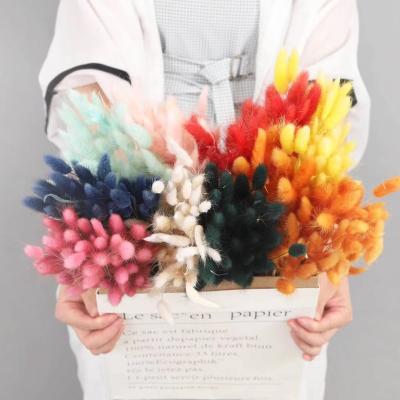 China Wholesale Home Decoration/Flower Bouquet Yunnan Plant Lagurus Ovatus Rabbit Black Red Colorful Tail Dried Flower Grass For Home Decorations for sale