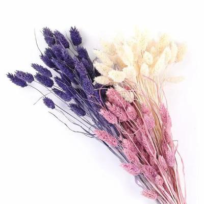 China Best-selling Home Events Plant Decoration Flower 50 Stems Gem Grass Decorative Dry Phalaris for sale