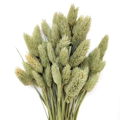 China Yunnan FLOWERTIME wedding bouquet home decoration home decoration dried flower 50 stems jewelweed canary grass gem grass for sale