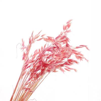 China Home Decoration Yunnan FLOWERTIME Supply 10 Stems Oat Dried Flower For Decoration for sale