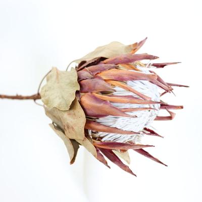 China Natural Touch Free Sample Dried Multicolor Flower Bankwood Cynaroides Flower King Protea For Home Decorations for sale