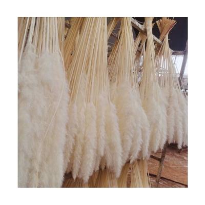 China Home Supply Customized Decoration Color Pink Small White Black Dry Pampas Grass For Decorations for sale