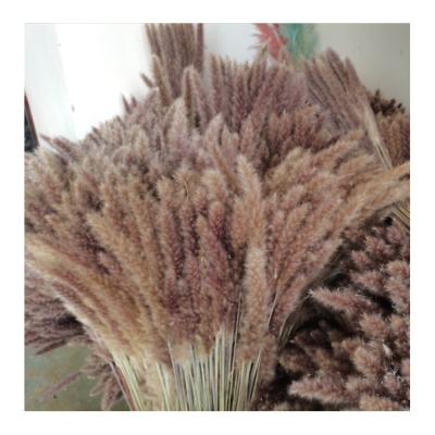 China Home Decoration Small Large Colorful Fluffy Dry Natural Pampas Grass Decor Free Sample for sale