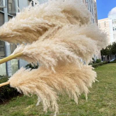 China Natural Free Sample 150 cm Touch Dried Natural Large Beige Gray Pink Colorful Pampas Grass For Wedding Home Decorations for sale