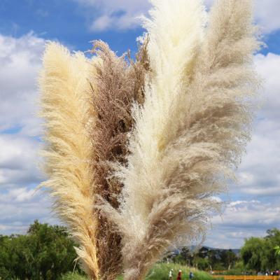 China Home& Wedding High Quality Cheap Price 0.8$ Long 120cm Brown Gray White Beige Pampas Grass Bestseller Decoration For Decorations for sale