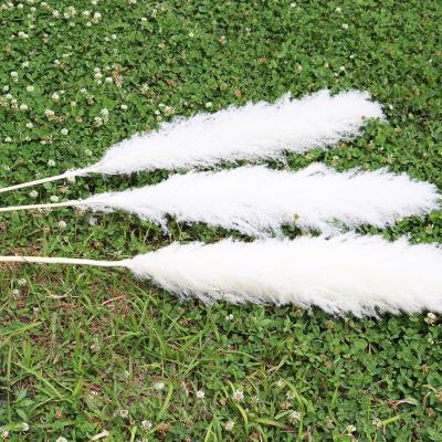 China Natural Touch Ins Hot Selling Decorative Flowers Dried Pure Bleach Extra Large White Pampas Grass For Wedding for sale