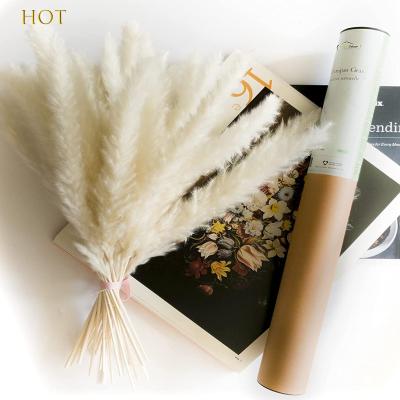 China Home Decoration Free Sample High Quality White Natural Colored Small Dry Fluffy Pampas Grass For Decorations for sale