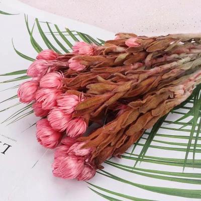 China Home Decorative Preserved White Light Pink Flower Eternal Daisy Rock Flower Rock Cape Snow Flower for sale