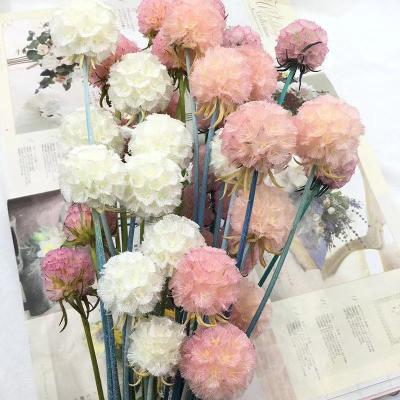 China Natural preserved fruit flower windmill flower compretocarpus long stored 3-5 years flower colorful windmill fruit for sale