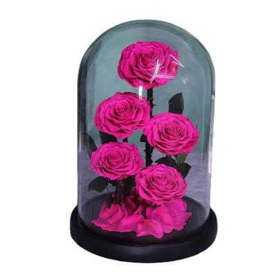 China China Roses Customized Color 5pcs 7-8 Cm In L Size Glass Dome Eternal Roses For Mother's Day for sale