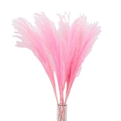 China FLOWERTIME Touch Asparagus Reed Horsetail Whisk Natural Preserved Pampas Grass For Decoration for sale