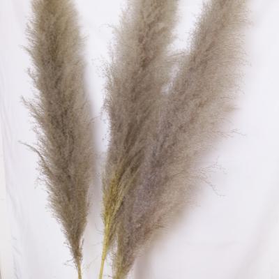 China Wholesale FLOWERTIME natural touch feather size 120cm 70-80cm large natural gray pampas for home decoration for sale