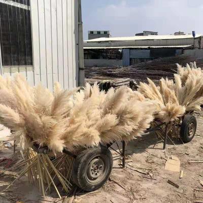 China Hand Made Natural Dry Fluffy Beige Dried Pampas Grass For Home Wedding Decoration for sale