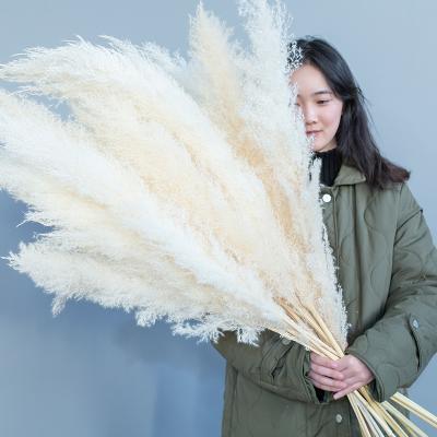 China Whosale Pampas Natural Touch Plant Large Fluffy Dry Grass For Wedding Decoration Pampas Grass for sale