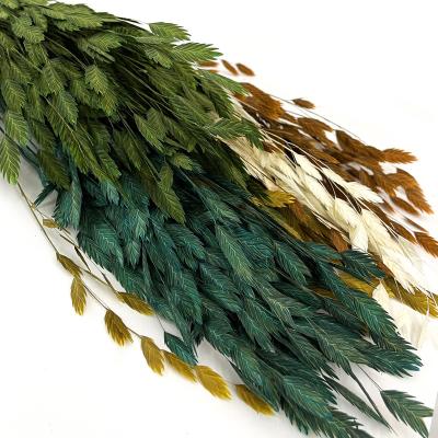 China New durable dry home grass Chasmanthium Latifolium of plant and flower decoration for sale