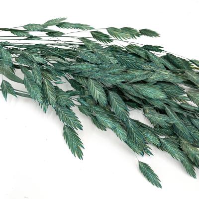 China Diamond Grass Chasmanthium Latifolium Long Lasting Dry Foliage Plants and Flowers for sale