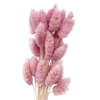 China Sustainable home decoration dried Gem Grass And Phalaris bouquets of plants and flowers for sale