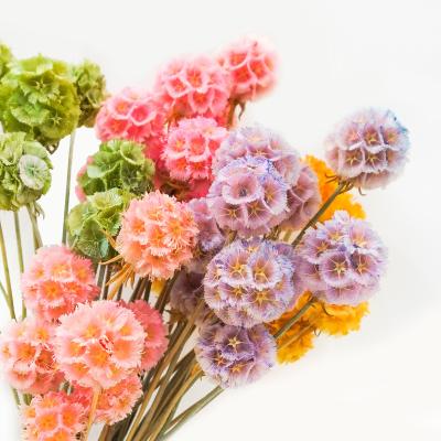 China Wedding Home Decoration Shop Decoration Wedding Party Natural Windmill Fruit Real Dried Plants And Flowers Scabiosa Pod for sale