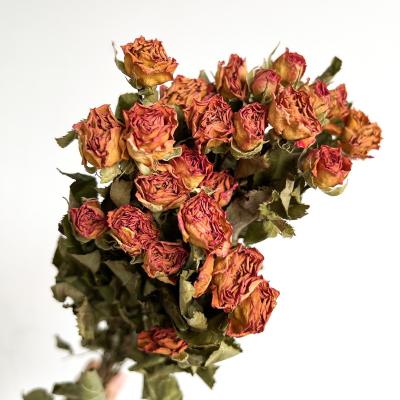 China Mini Colorful Dried Plants And Flowers DIY Dried Flowers Home Wedding Decoration Dried Roses Flower Bouquet for sale