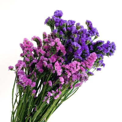 China Real Touch Wedding Home Decoration Dried Plants And Dried Flowers Home Wedding Decoration Purple Forget Me Not for sale