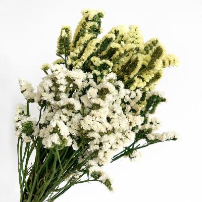 China Home Decoration Wedding White Flower Dried Dried Flowers DIY Decoration Plants And Purple Forget Me Not for sale