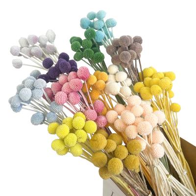 China Gifts Most Popular Dry Plants and Flowers Preserve Forever Home Decor Billy Ball Craspedia for sale