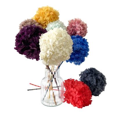 China Real touch natural colorful dry home plants and flowers wedding decoration hydrangeas for sale