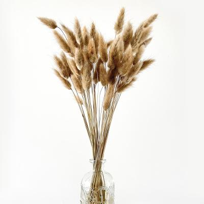 China Beautiful Colorful Fluffy Touch Dried Plants and Flowers Dried Bunny Tails Grass Rabbit Tails for sale