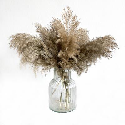 China Real Plants Dried Plants And Flowers Popular Wedding Reed Pampass Grass Common Wedding Decoration for sale