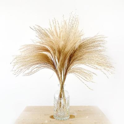 China Natural Dry Flower Bouquet Natural Color Dried Home Decoration Fluffy Pampas Reed Grass Plant and Flower Bouquets for sale