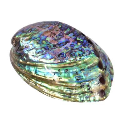 China Wholesale High Quality Natural Polished Abalone Shell Crystal Craft Seashell Pearl Shell Home Decoration from Europe for sale