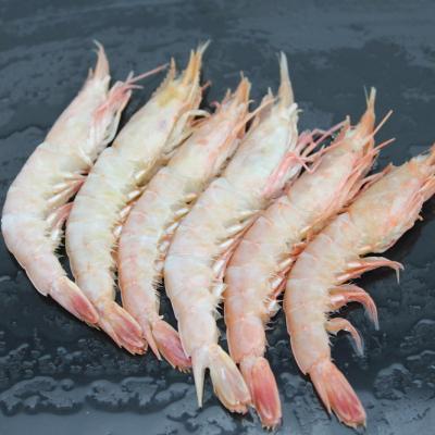 China FROZEN Whole Prawn Frozen Prawn Around Fresh Seafood for sale