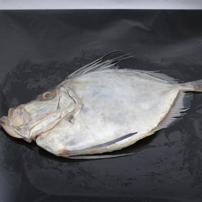 China FROZEN Frozen John Dory Fillet Skin On for sale