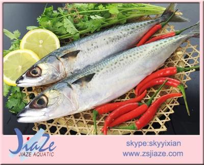 China FROZEN FROZEN Fresh Frozen Mackerel Scomber Seafood Pacific Fishes Japonicus for sale