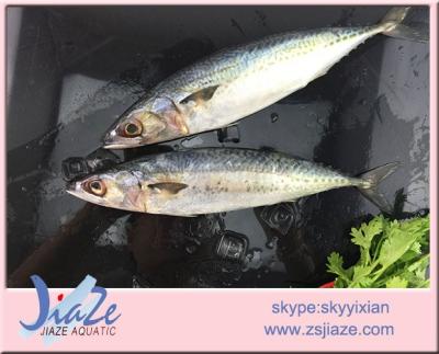 China FROZEN frzoen seafood scomber mackerel fish for sale