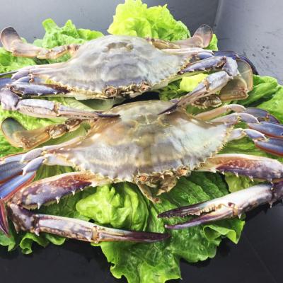 China Fresh FROZEN seafood crab meet jelly half cut blue swimming crab for sale