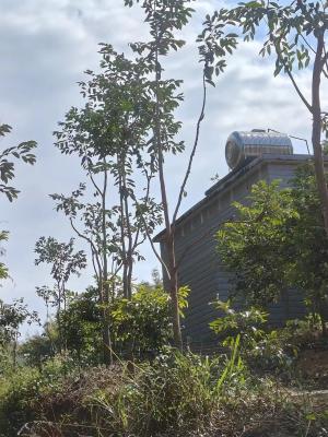 China Natürliche alte Berg Agarholz Aloesholz Sandelholz Blöcke Agarholz Weihrauch Baum zu verkaufen