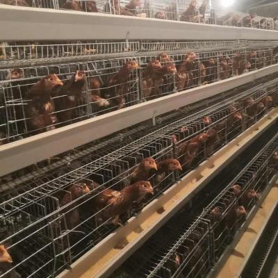 China Popular Farms A Type Layer Chicken Cage Base 160 Birds for sale