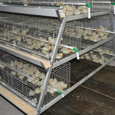 China Chicken 3 Rows A Type SONCAP Rearing Chicken Cage for sale