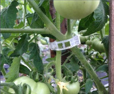 China Greenhouse Plastic Injection Small Plastic Tomato Clips for sale