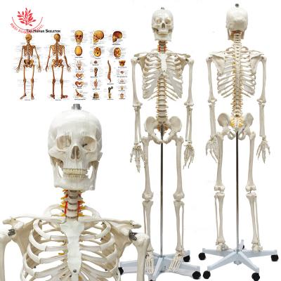 China Medical Educational Supply Skeleton 180cm PVC Material Stable Human Structure Extensively Used Clear Intuitive Bones Medical Teaching Resources Anatomical Model for sale