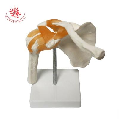 China Human Skeleton Training Supply High Quality Anatomy Medical Educational Shoulder Joint Model for sale