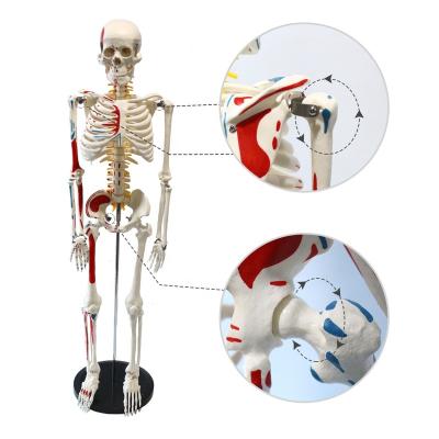 China Medical Educational Supply Human Skeleton Model 85cm Half Muscle Coloring With Mark Of Muscle Origins And Stops For Medical Anatomy for sale