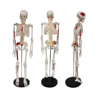 China Medical Educational Supply Muscle Origins (Red) & Inserts (Blue) Into Human Half Body 85cm Artificial Skeleton for sale