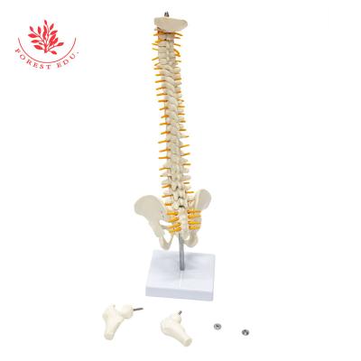 China Medical Educational Supply Plastic Spine Model 45cm White Bone With Vertebrae, Nerves, Arteries, Lumbar Spine And Male Pelvis, Include Stand for sale